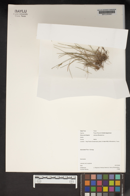 Juncus diffusissimus image