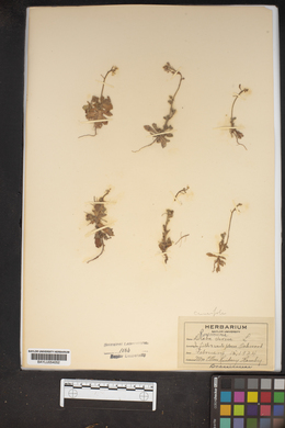 Draba verna image