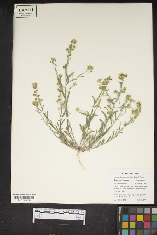 Physaria engelmannii image