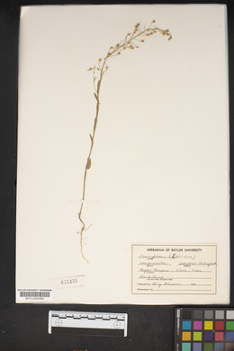 Physaria argyraea subsp. argyraea image