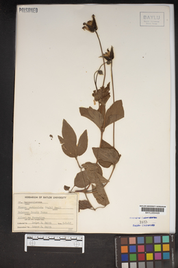 Viorna reticulata image