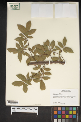 Ulmus alata image