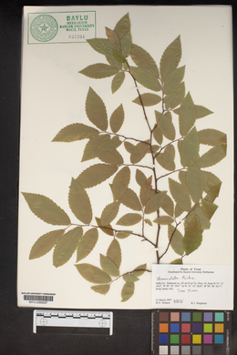 Ulmus alata image