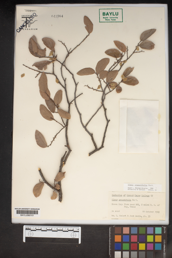 Ulmus crassifolia image