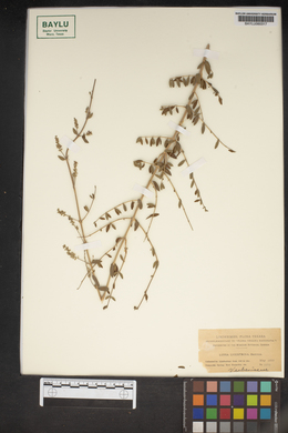 Aloysia gratissima image