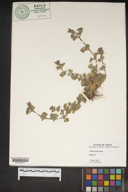 Glandularia bipinnatifida var. bipinnatifida image