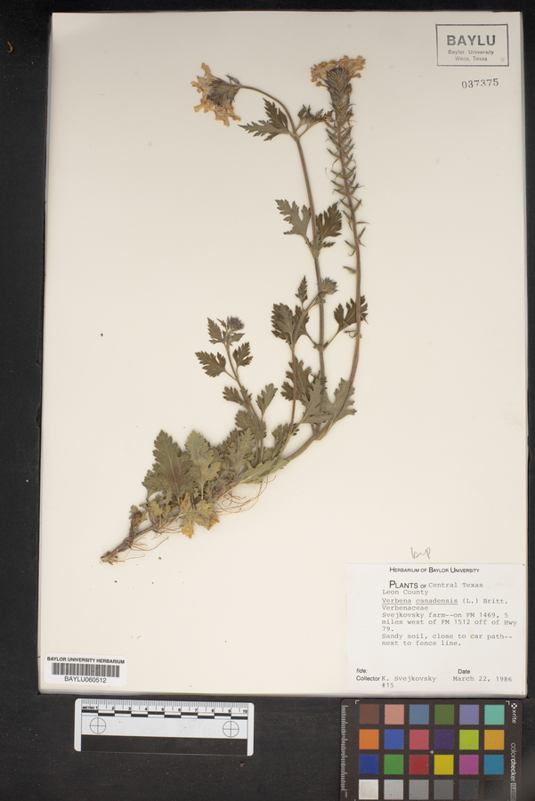 Verbena canadensis image