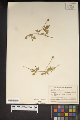 Phyla nodiflora image