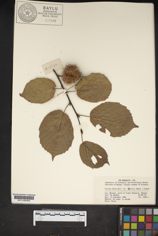 Corylus ferox var. tibetica image