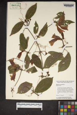 Bignonia capreolata image