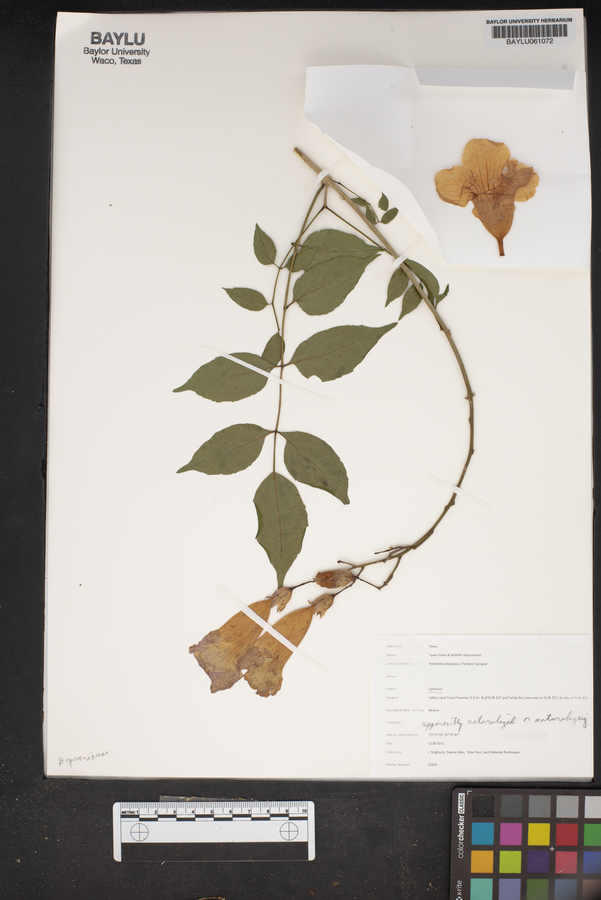 Podranea ricasoliana image