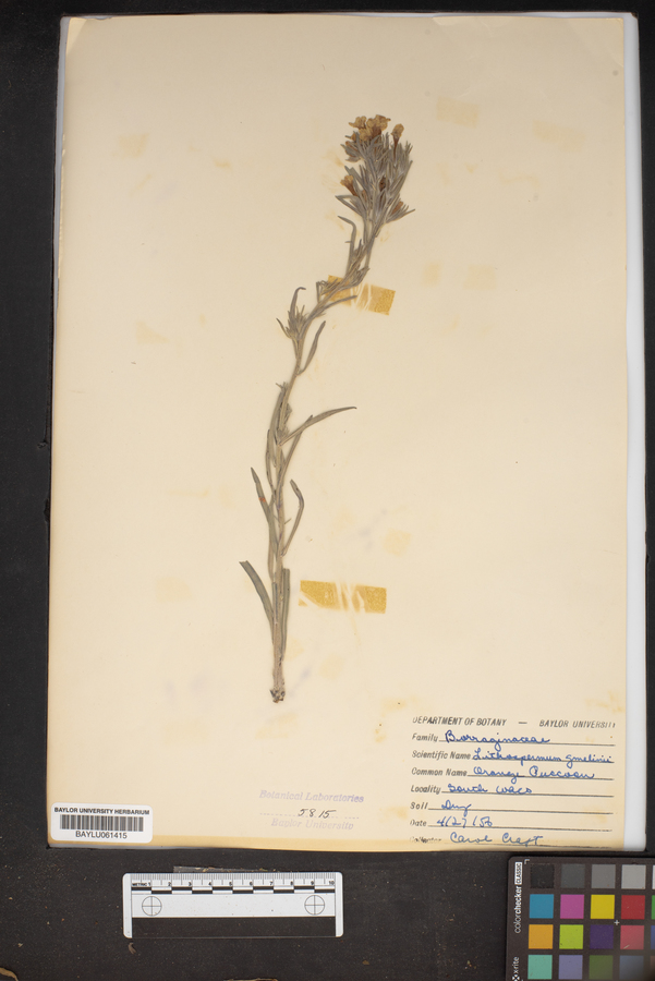 Lithospermum gmelinii image