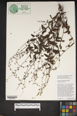 Myosotis macrosperma image