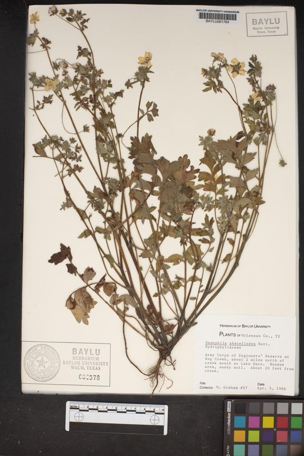 Nemophila phacelioides image