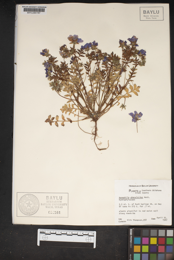 Nemophila phacelioides image