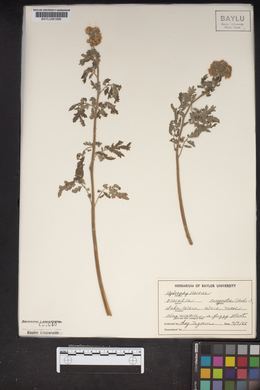 Phacelia congesta image