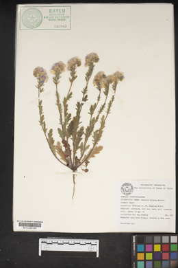 Phacelia hirsuta image