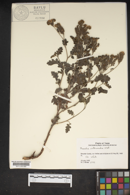 Phacelia intermedia image