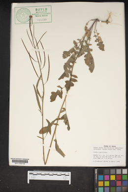 Arabis petiolaris image