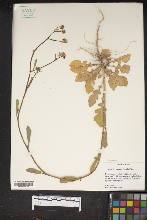 Physaria recurvata image