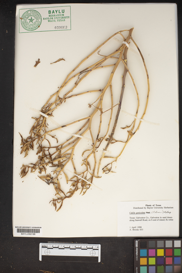 Cakile geniculata image
