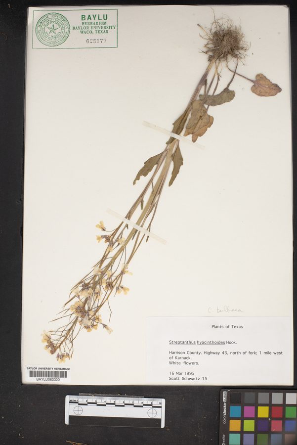 Streptanthus hyacinthoides image