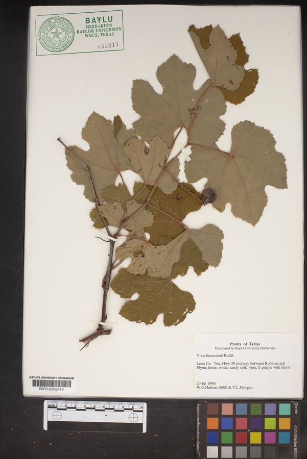 Vitis lincecumii image