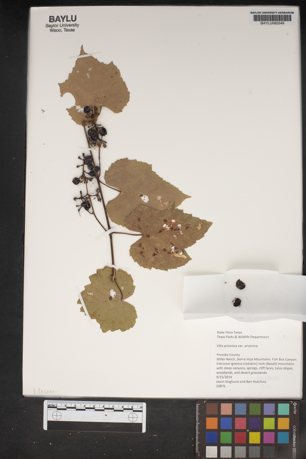 Vitis arizonica var. arizonica image