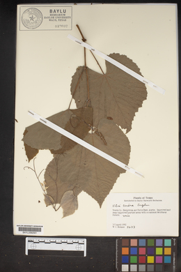 Vitis cinerea image