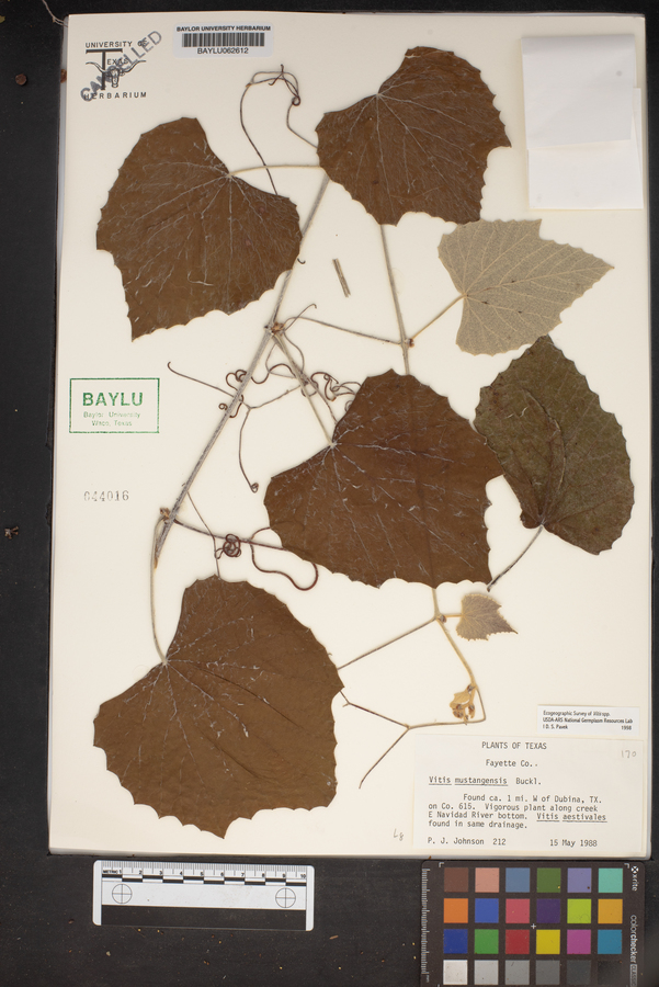 Vitis mustangensis image