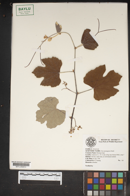 Vitis mustangensis image