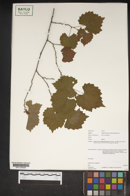 Vitis rotundifolia image