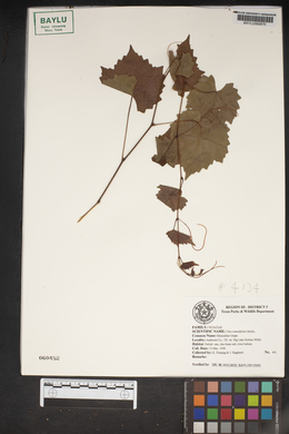 Vitis rotundifolia image