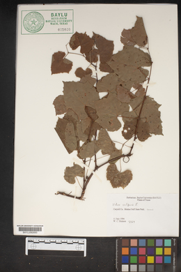 Vitis vulpina image