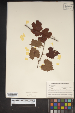 Vitis rotundifolia image