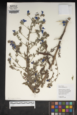 Echium plantagineum image