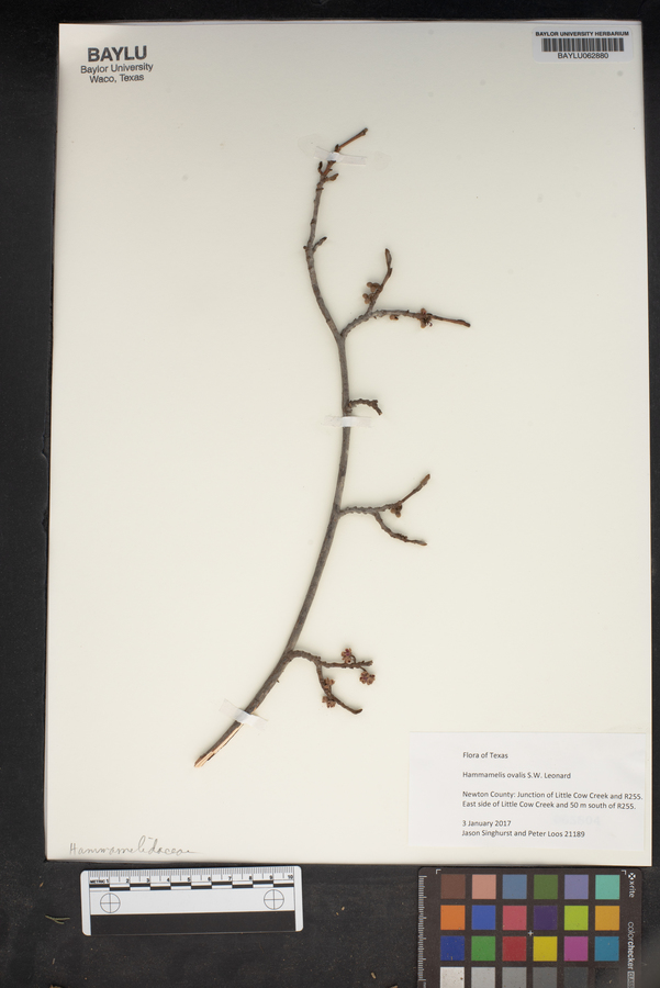 Hamamelis ovalis image