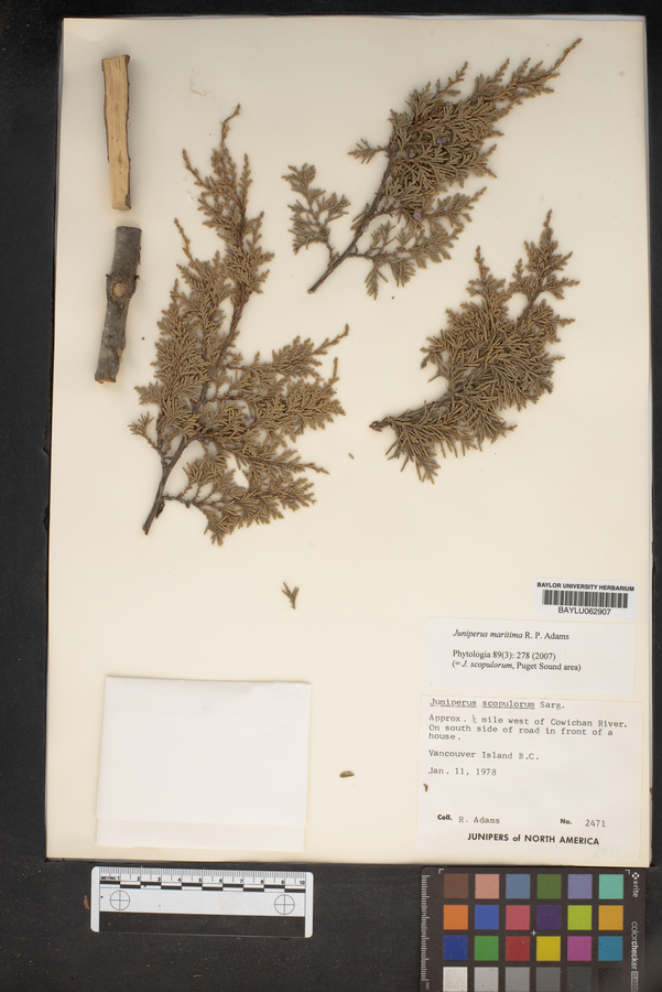 Juniperus maritima image