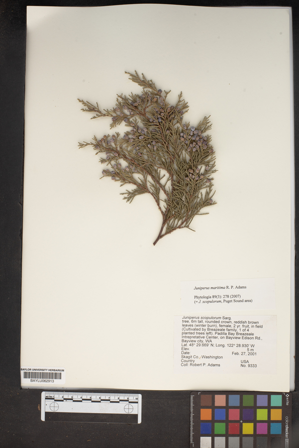 Juniperus maritima image