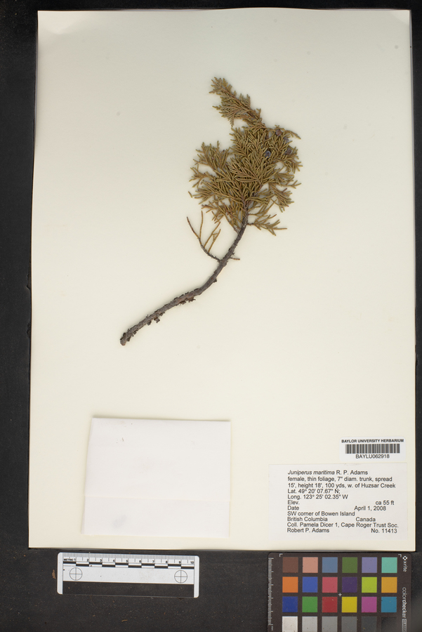 Juniperus maritima image
