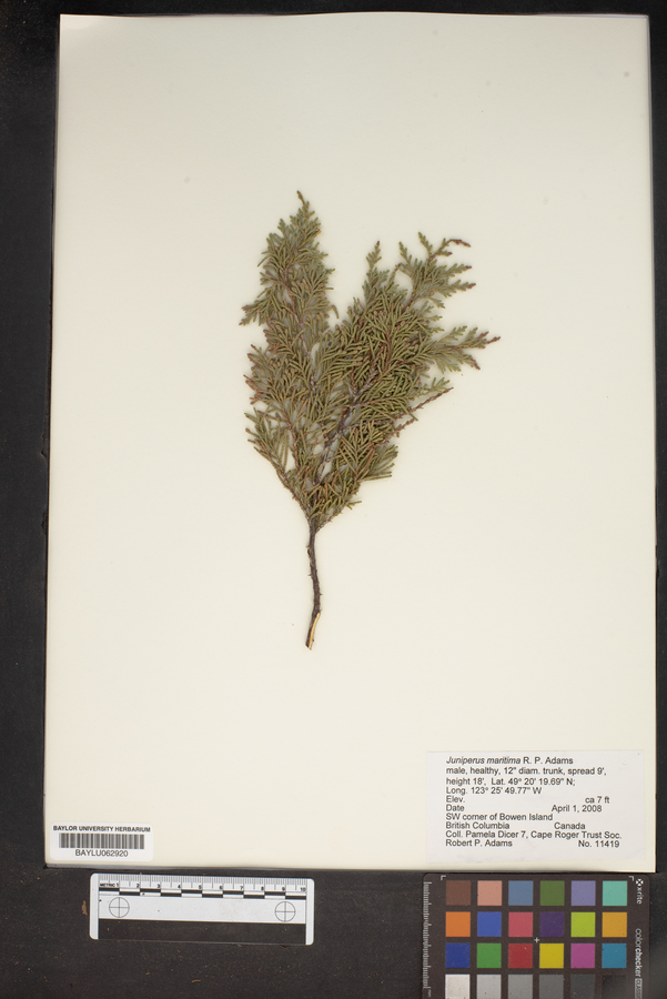 Juniperus maritima image