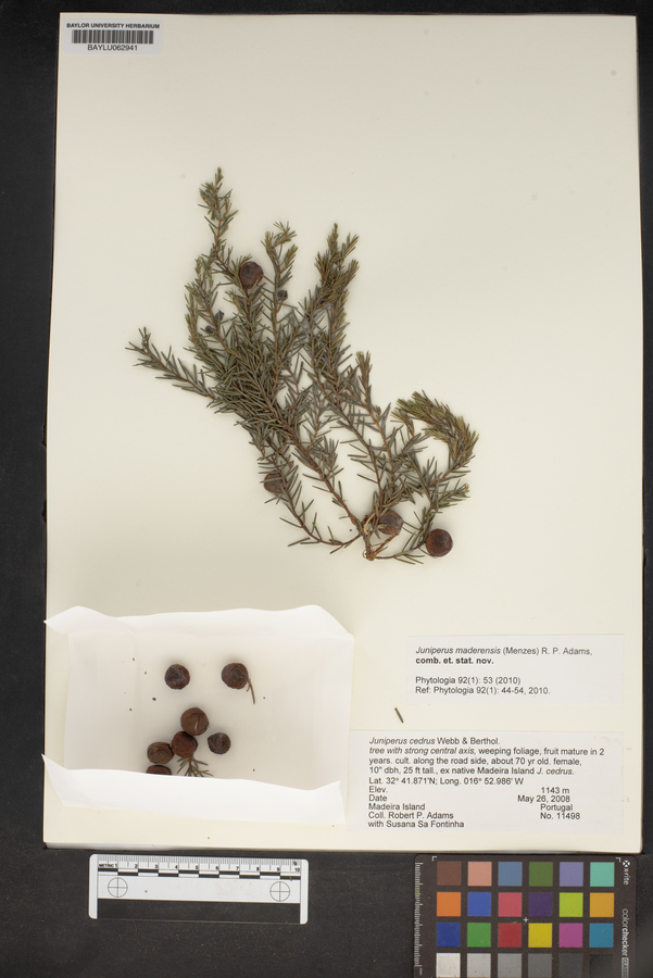 Juniperus cedrus image