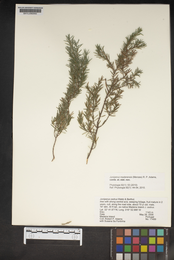 Juniperus cedrus image