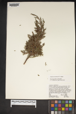 Juniperus maritima image