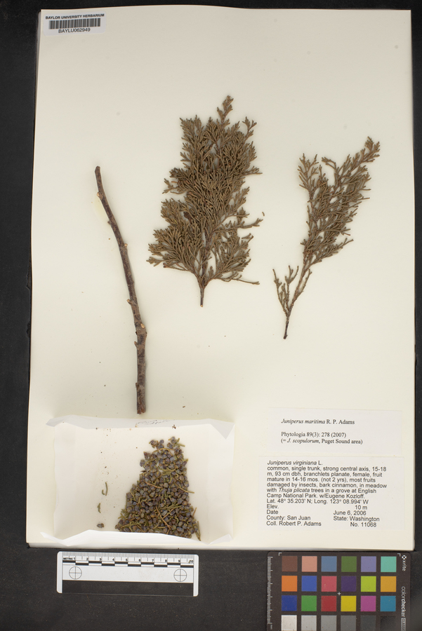 Juniperus maritima image