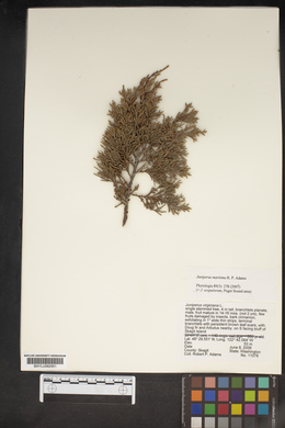 Juniperus maritima image