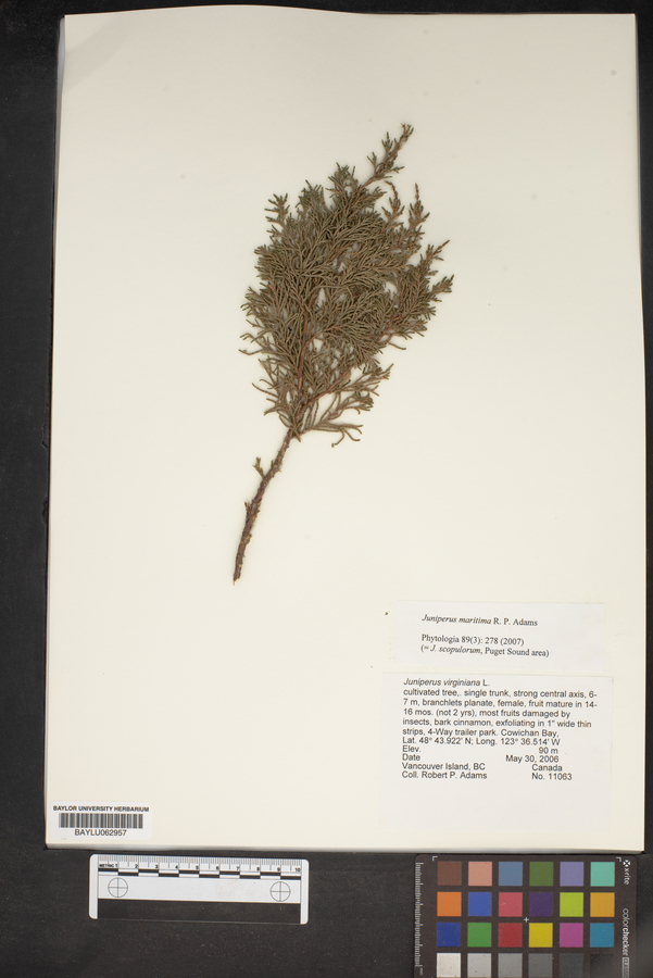 Juniperus maritima image