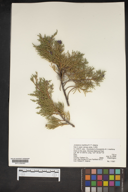 Juniperus maritima image