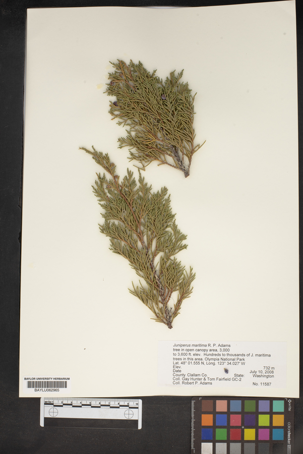 Juniperus maritima image