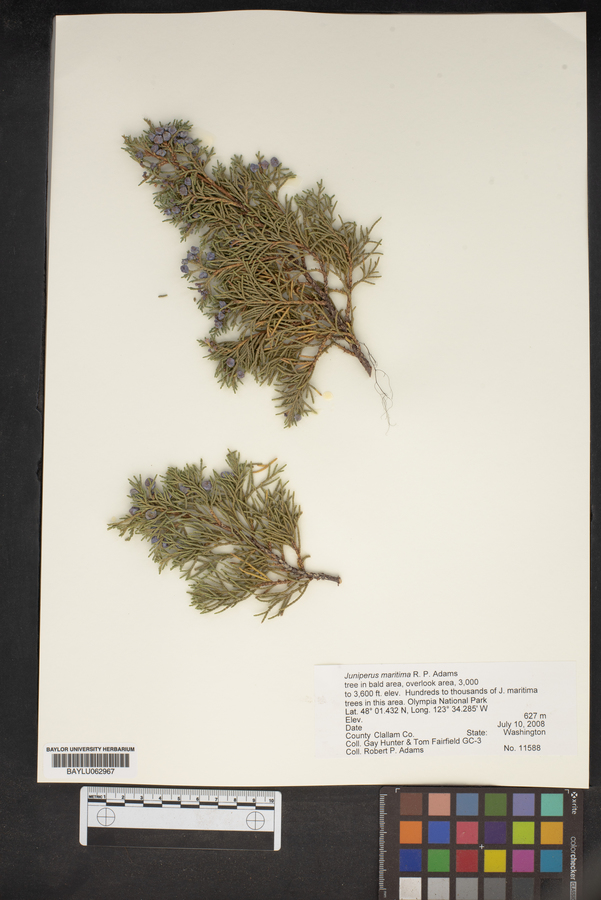 Juniperus maritima image